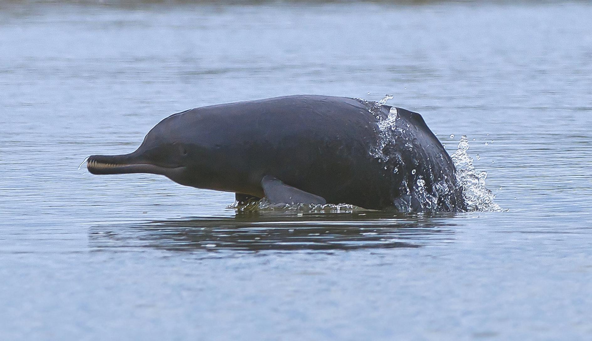 The Indus river dolphin- one of the world's freshwater and rarest mammals