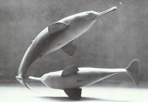 South Asian Indus River Dolphins, the most fascinating Specie