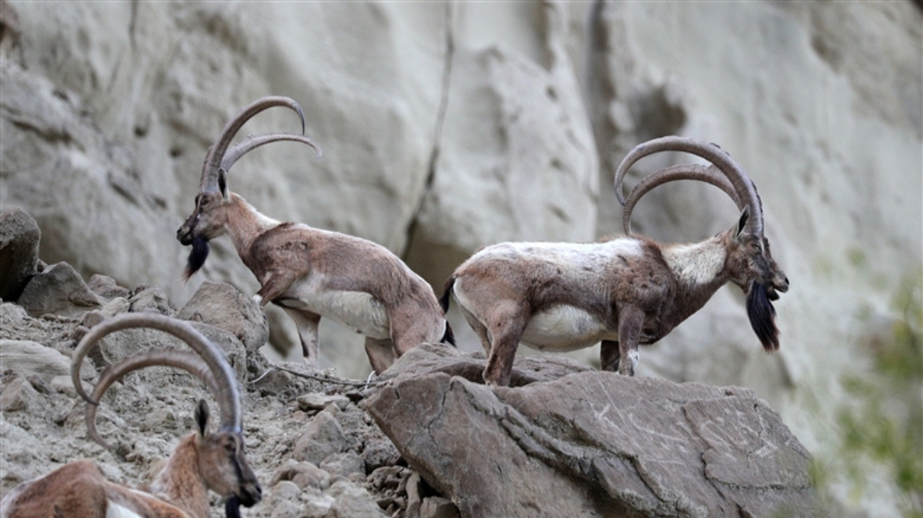 Hingol National Park Animals